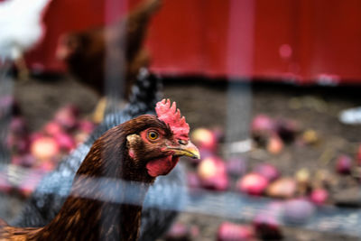 Close-up of birds in animal pen