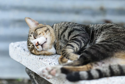 Close-up of cat sleeping