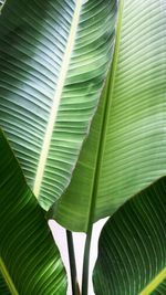 Full frame shot of green leaves