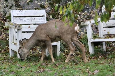 Deer standing in a forest