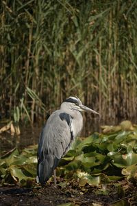 Close-up of a bird