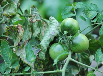 Close-up of fruits growing on plant