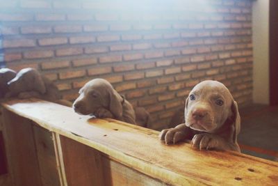 View of relaxed dogs