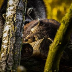 Cat lying on tree trunk