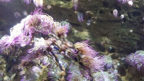 Close-up of coral flowers in sea
