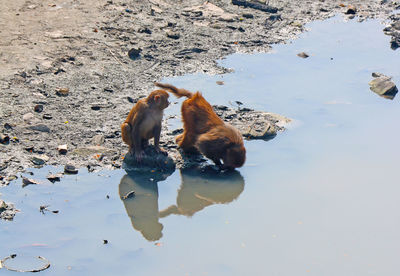 High angle view of two monkeys drinking water