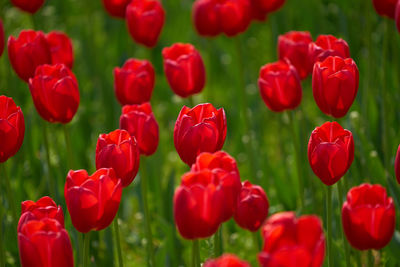 Close-up of red tulips blooming outdoors