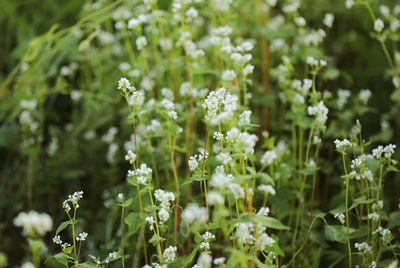 Close-up of white flowering plants on field