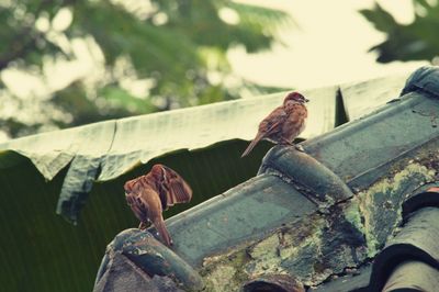 Close-up of bird perching on metal