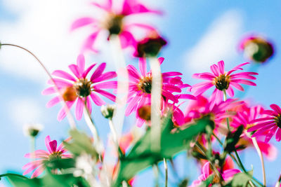 Close-up of pink flowers blooming outdoors