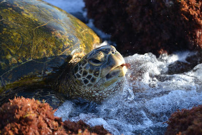 Close-up of turtle