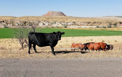 Cows in a field