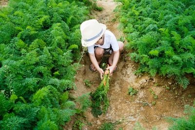 High angle view of boy holding carrots while crouching at farm