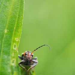 Close-up of spider on leaf