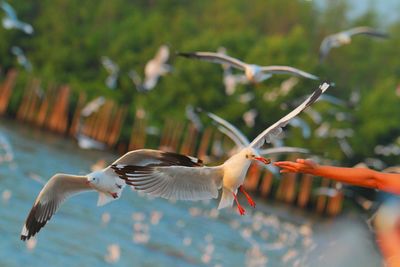 Birds flying