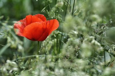 Close-up of poppy flower against blurred background