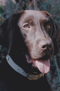 Close-up portrait of dog