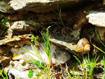 High angle view of lizard on rock