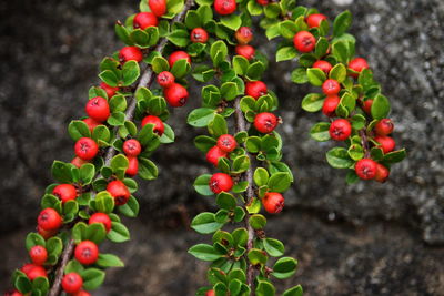 High angle view of berries growing on plant