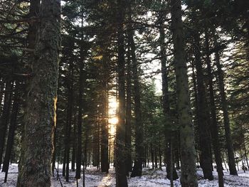 Trees in forest during winter