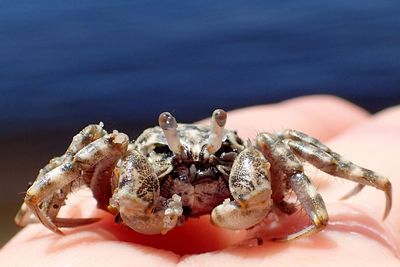 Cropped hand holding crab on shore