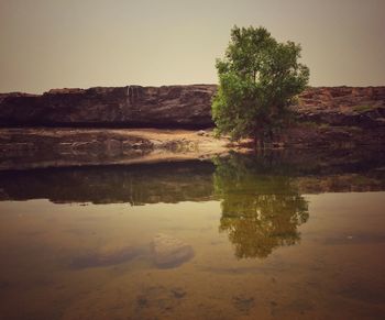 Reflection of trees in water