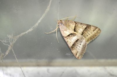 moths and butterflies