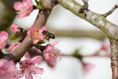 Close-up of insect on pink flower