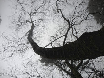 Low angle view of silhouette bare tree against sky
