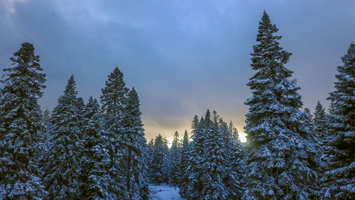 Pine trees on snow covered land against sky