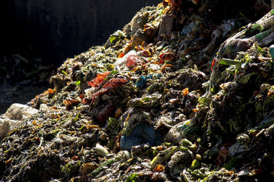 Close-up of plants in water