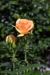 Close-up of flowering plant
