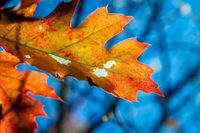 Close-up of orange maple leaves on tree