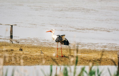 Bird perching on wooden post in lake