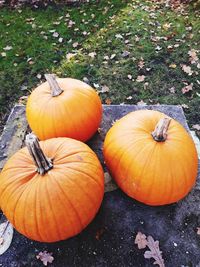 High angle view of pumpkins on field during autumn