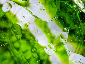 Close-up of water drops on leaves