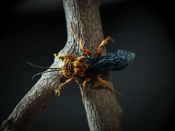 Close-up of butterfly on tree trunk