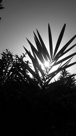 Low angle view of silhouette plants against sky