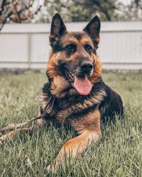 Portrait of a dog sitting on field