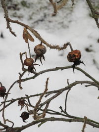 Close-up of snow on branch