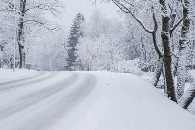 Snow covered road along bare trees