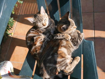 High angle view of cat sitting on seat