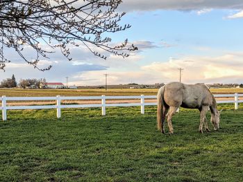 Horse grazing in field against sky