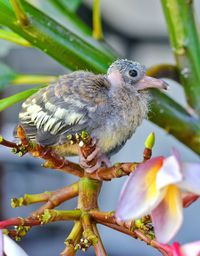 Close-up of bird perching on branch