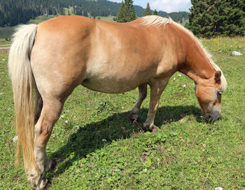 Brown horse eating grass in mountain