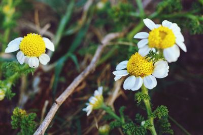 Close-up of white daisy flowers