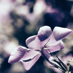 Close-up of flowers blooming outdoors
