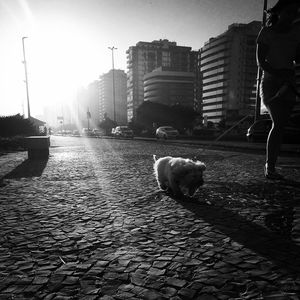 Cat in front of building