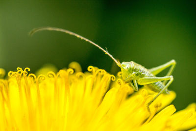 Close-up of insect pollinating on yellow flower