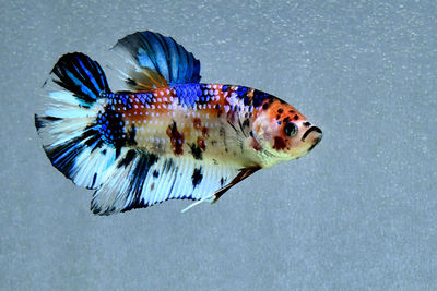 Multi color betta fish hmpk from thailand or siamese fighting fish on isolated grey background